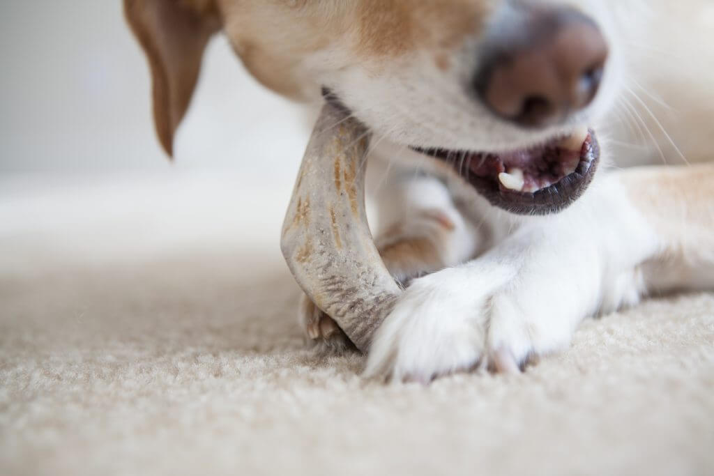 dog-chewing-on-elk-antler while on carpet | Pupford