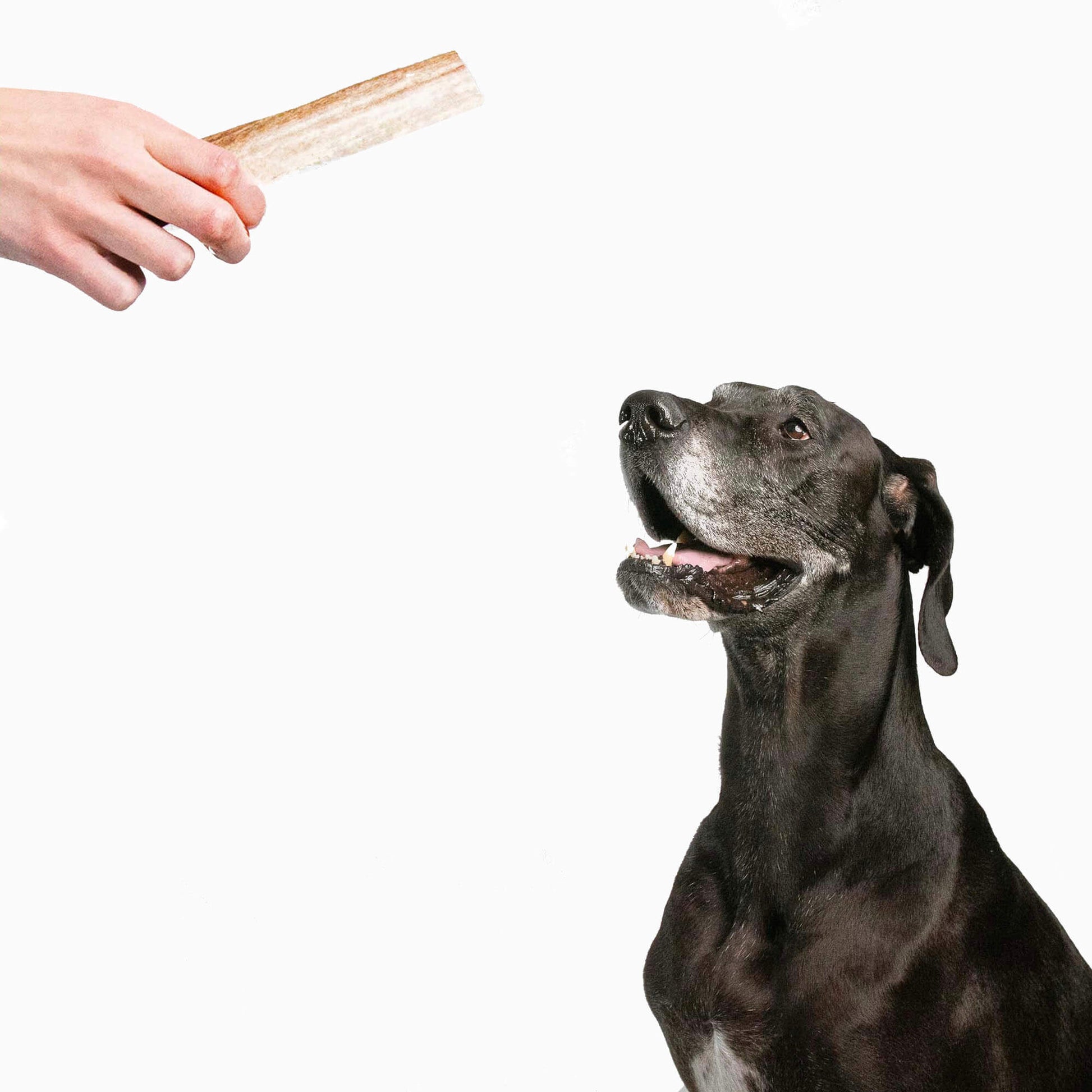 a black dog looking at a split elk antler dog chew | Pupford