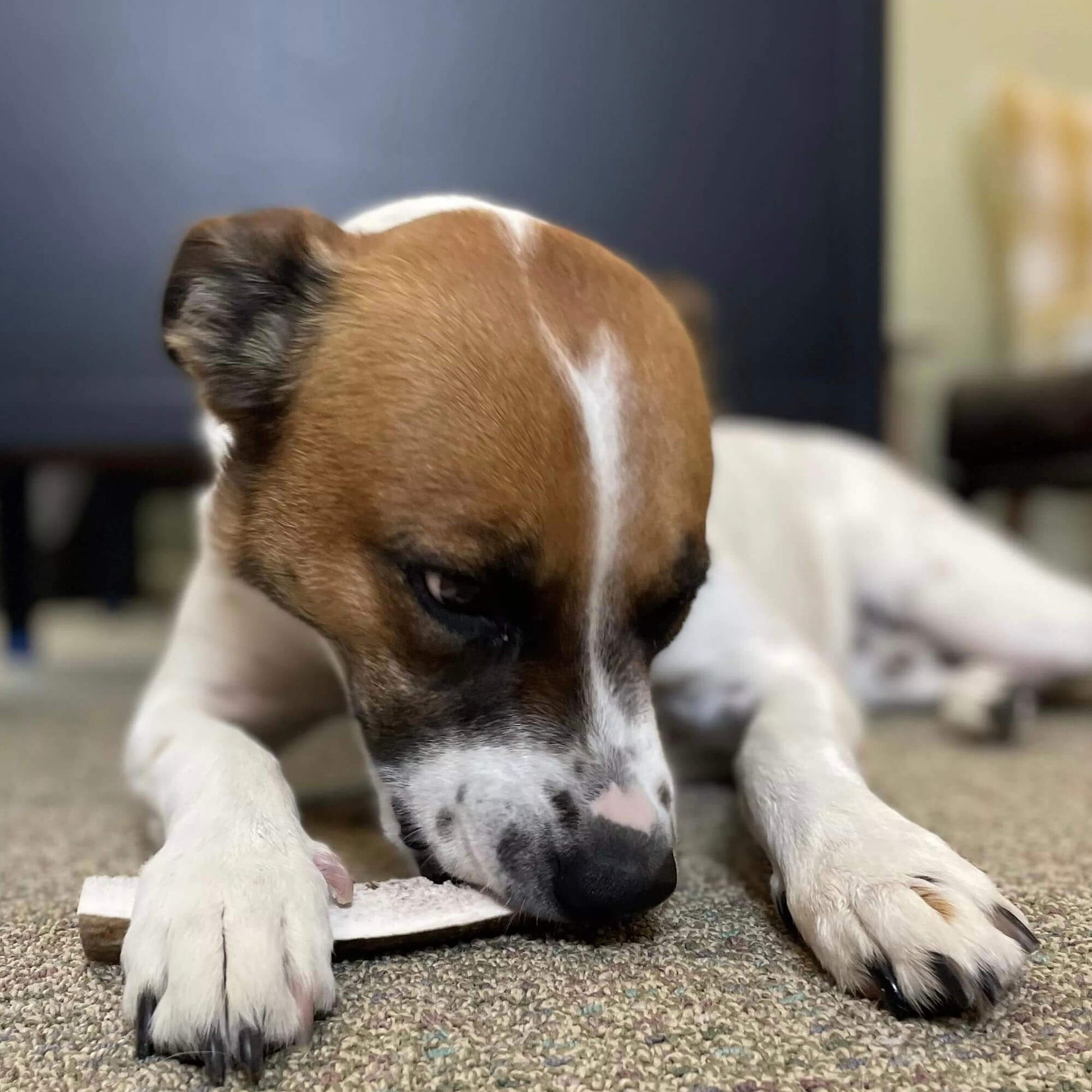 white and brown dog chewing a split antler | Pupford