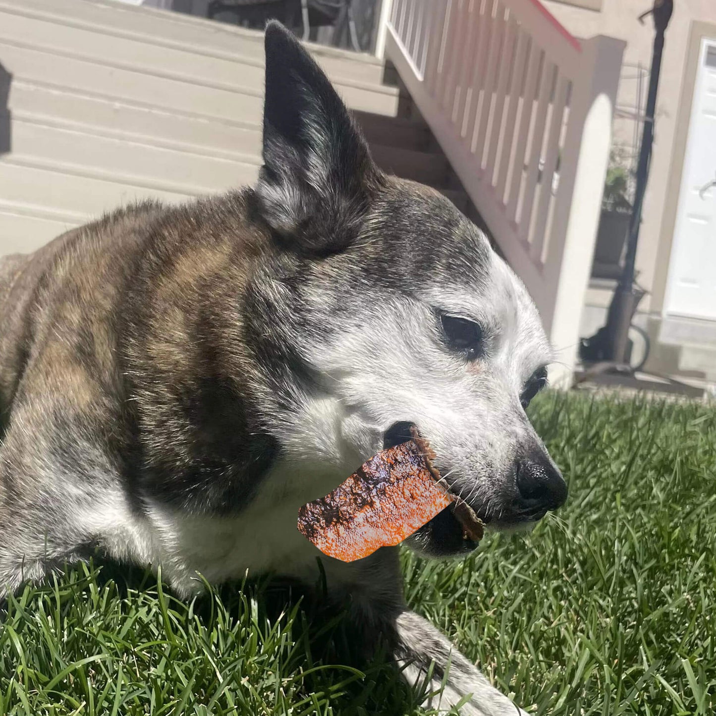 a white dog chewing on salmon jerky while laying in grass | Pupford