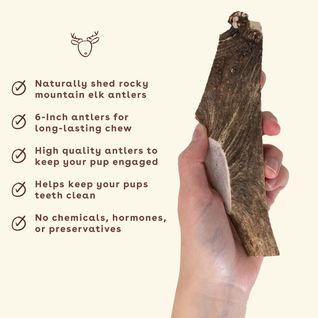 -New_Elk-Antler-chew-in-hand-with-benefits
