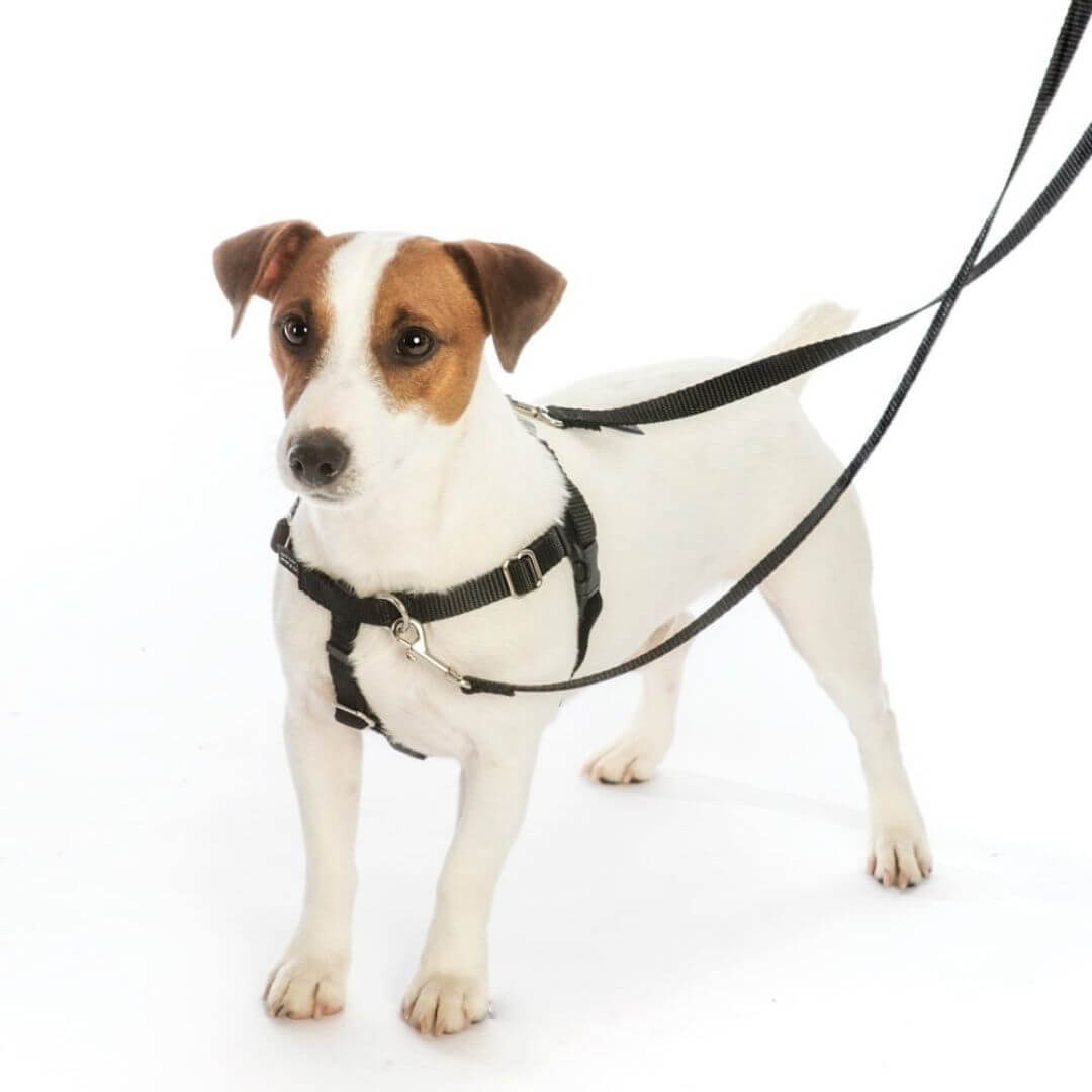 white-dog-wearing-a-black-freedom-no-pull-harness-with-training-leash | Pupford