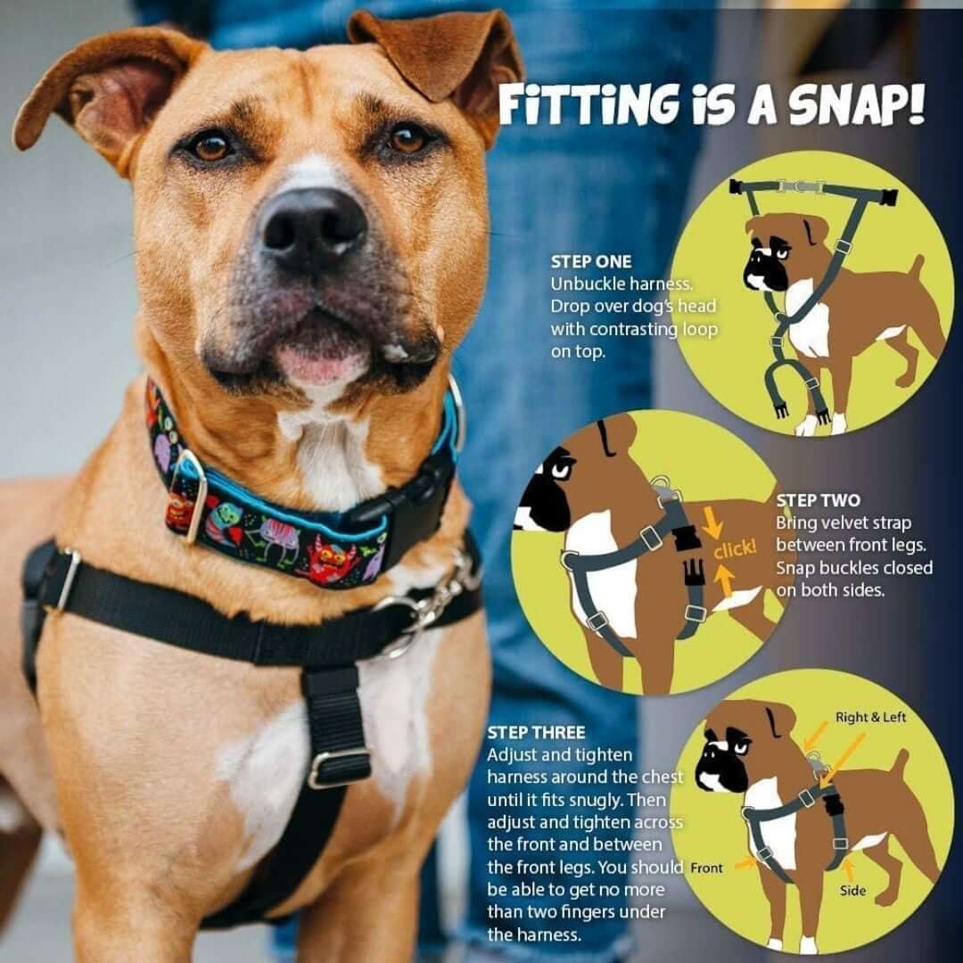 how-to-put-on-and-fit-your-freedom-no-pull-harness | Pupford