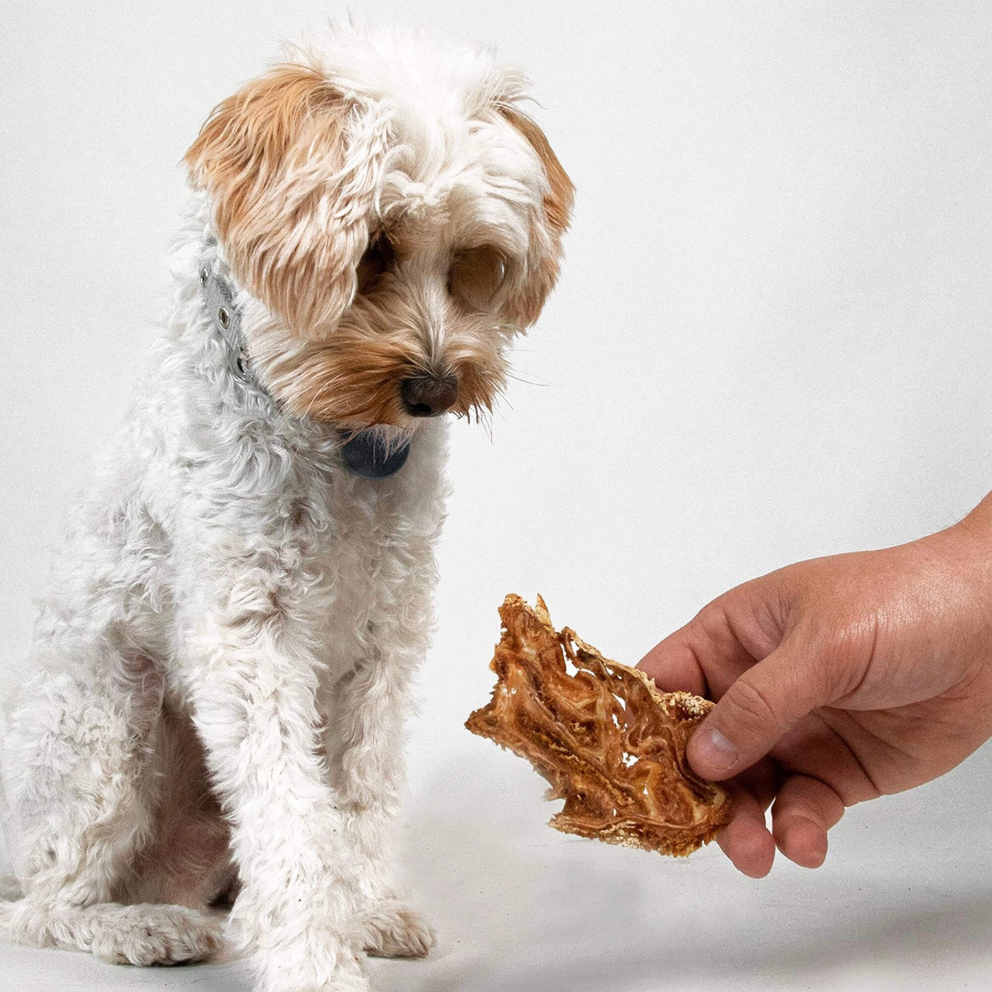 a small white dog looking at a piece of lamb jerky | Pupford