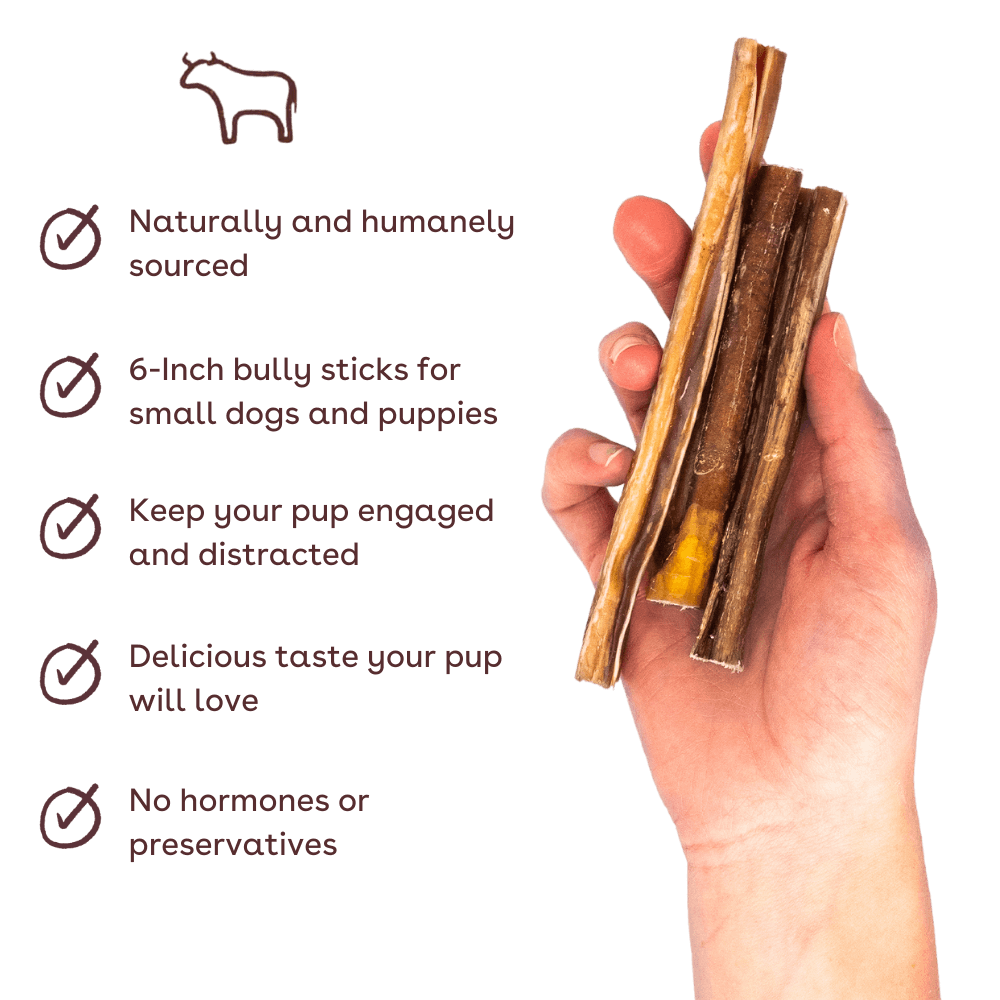 skinny bullysticks in hand