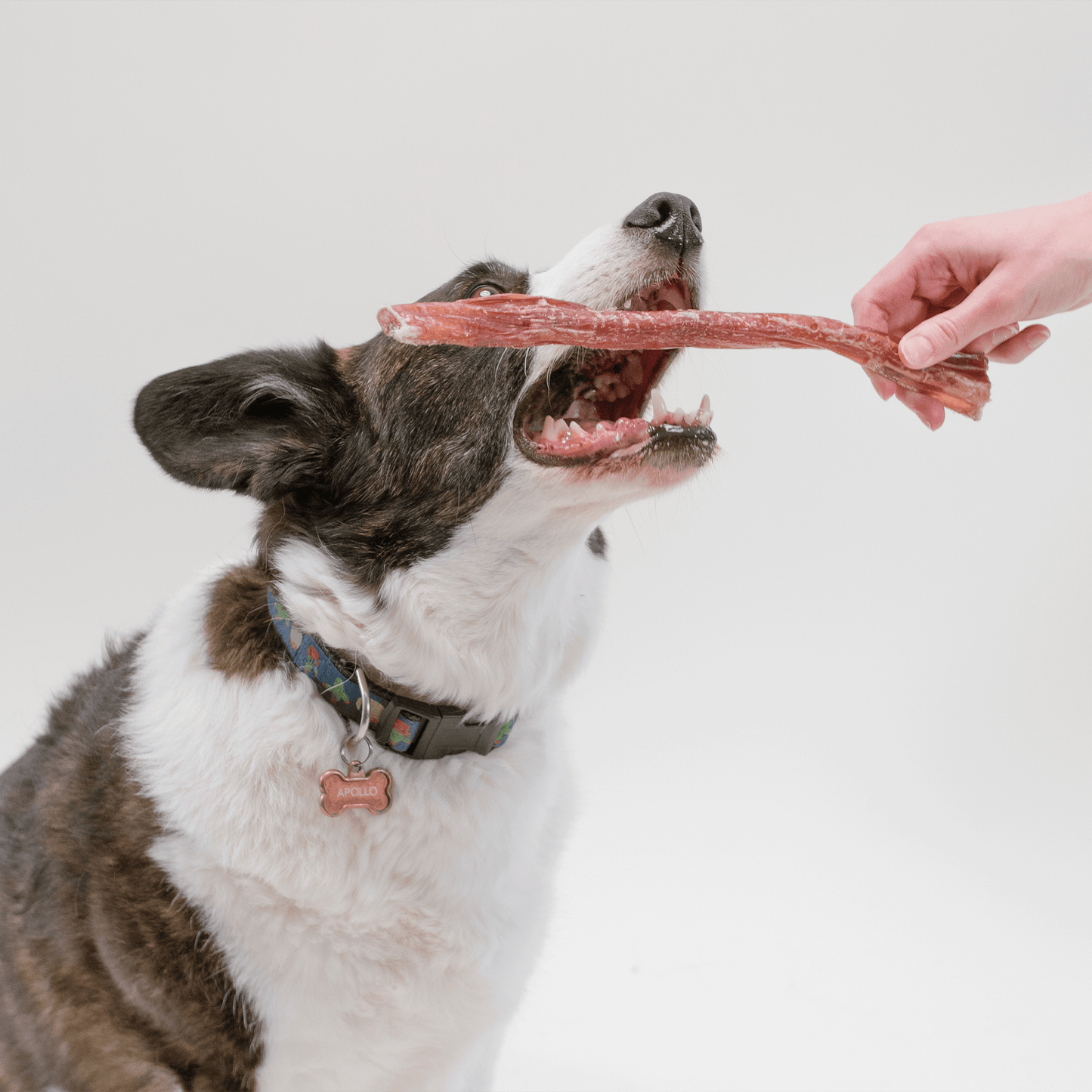 Dog eating a 12 inch bully stick