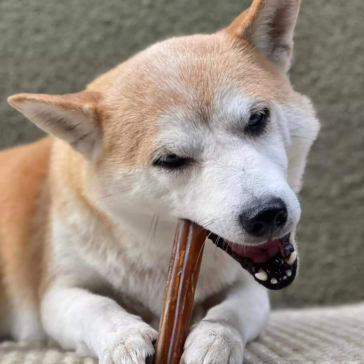 BullyStick12inch-4packArtboard 6