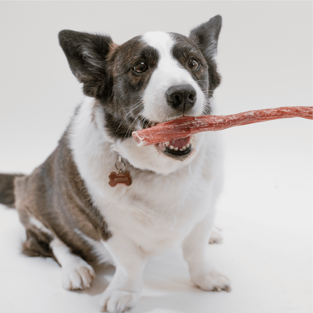 white and brown dog eating a bully stick chew | Pupford
