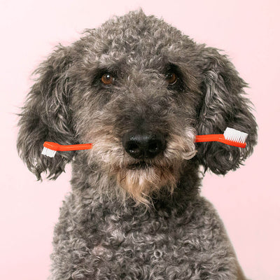 Double Sided Dog Toothbrush - Descripción