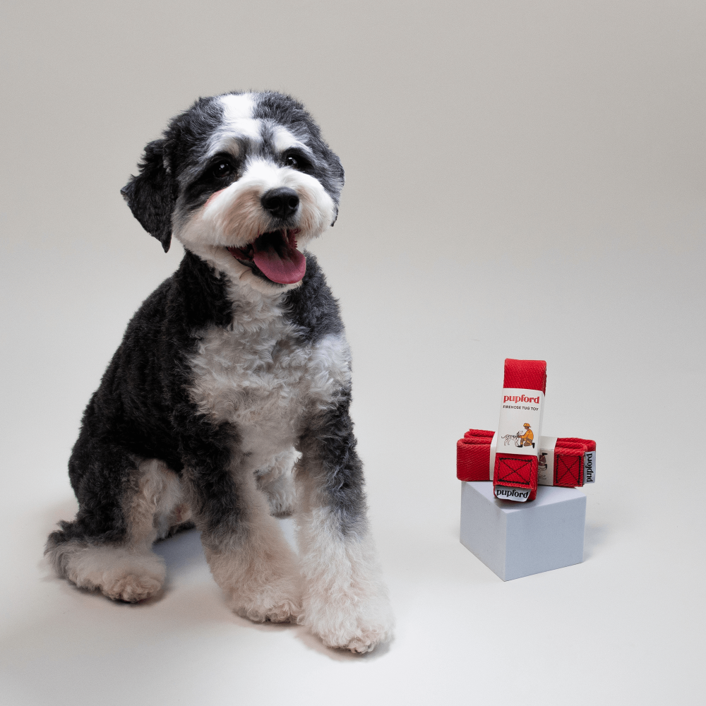 Firehose-Tug-Toy for dogs | Pupford