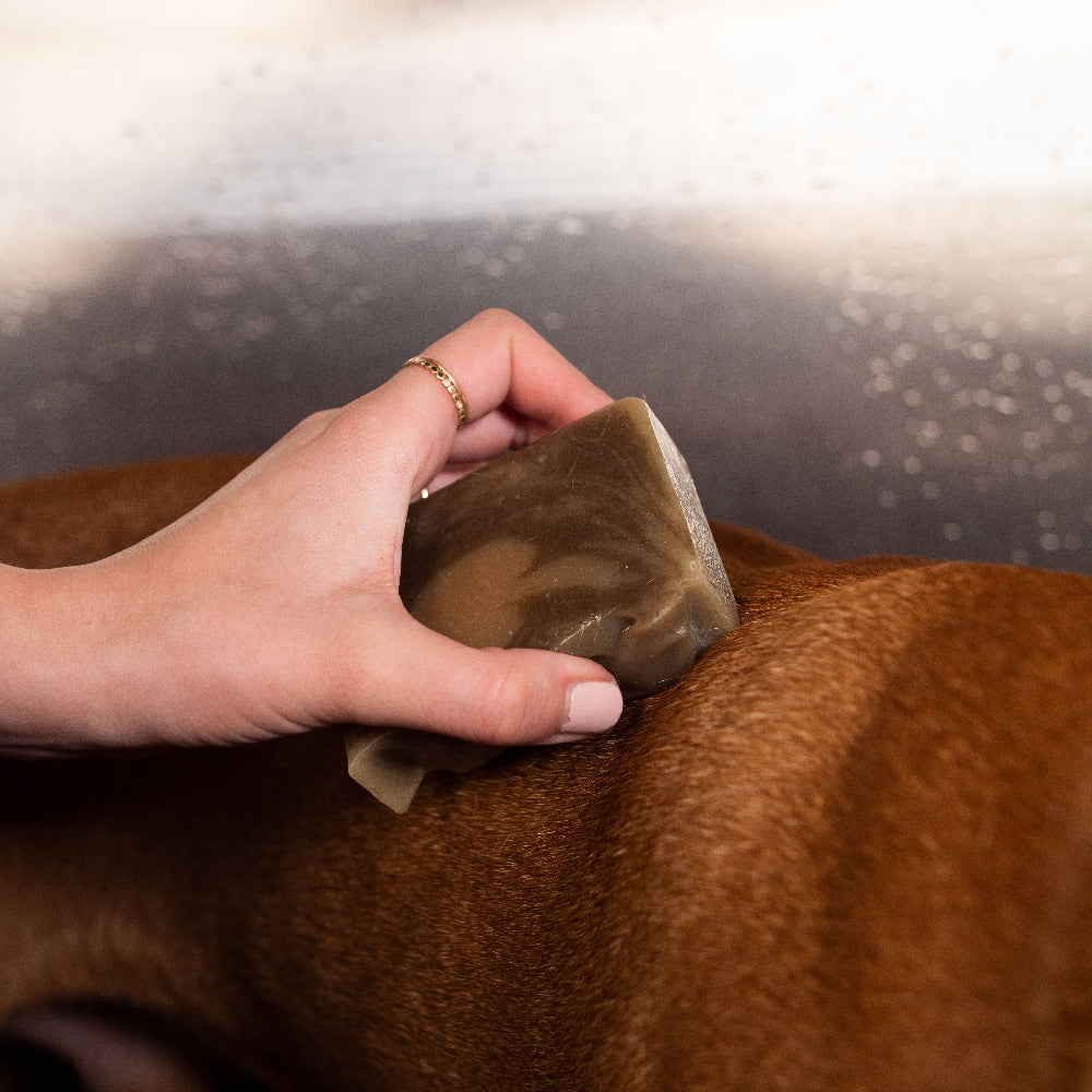 How to Use Shampoo Bars for Dogs