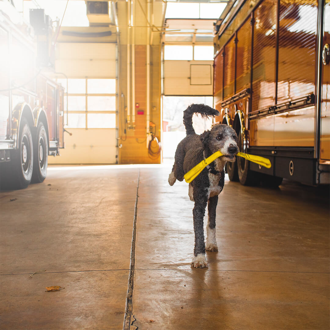 playing with a fire hose tug toy | Pupford