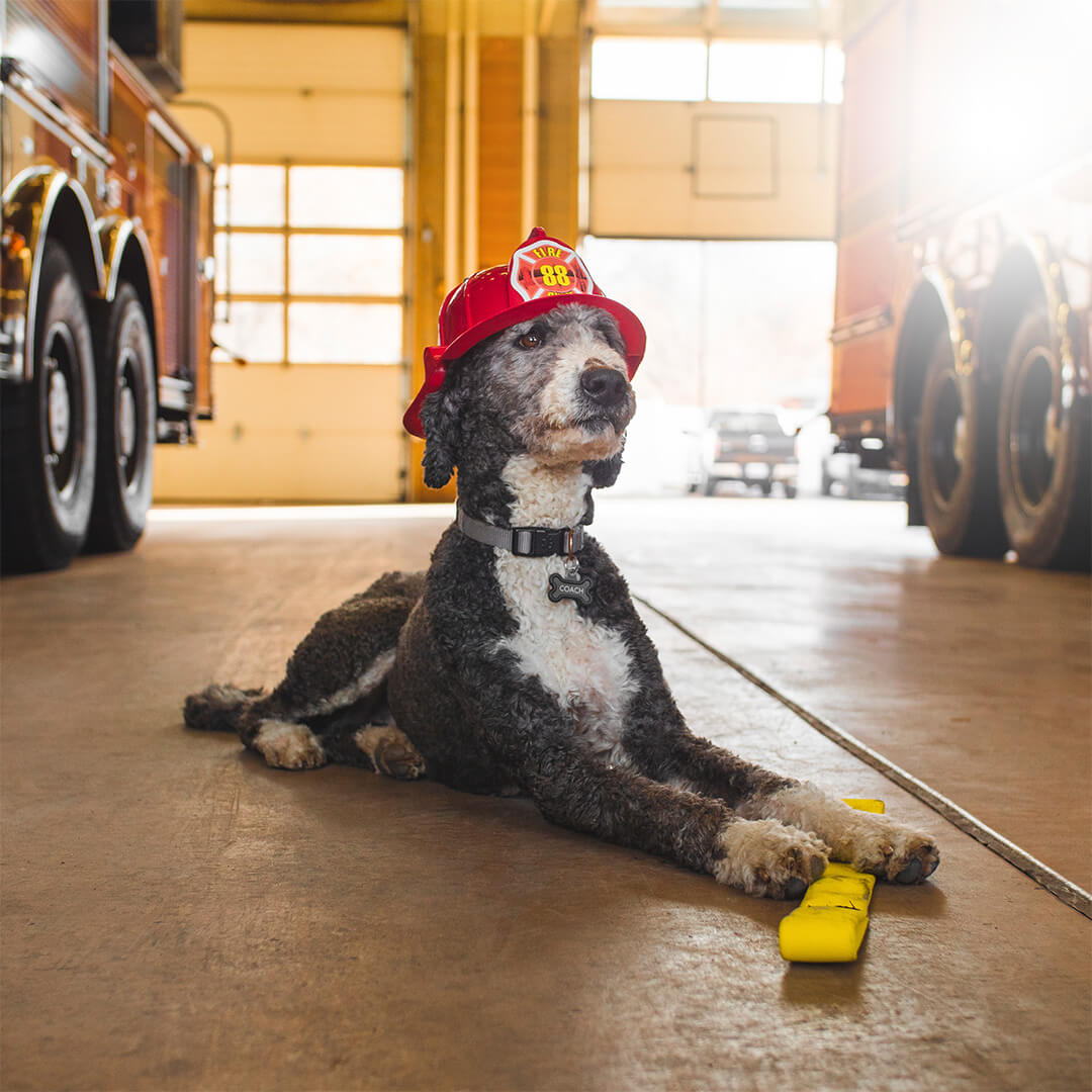 dog with tug toy | Pupford