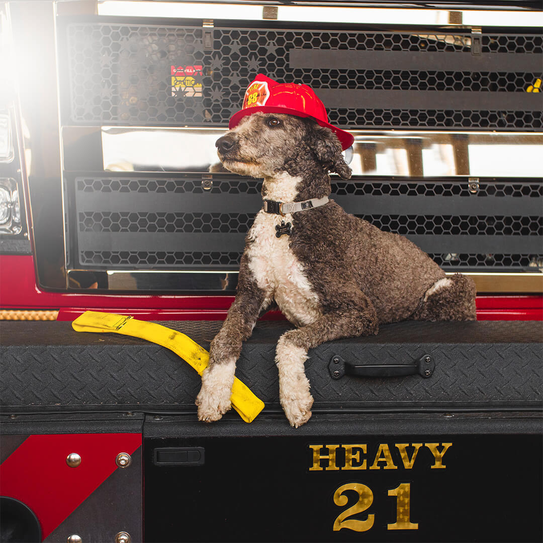 posing with a fire hose tug toy | Pupford