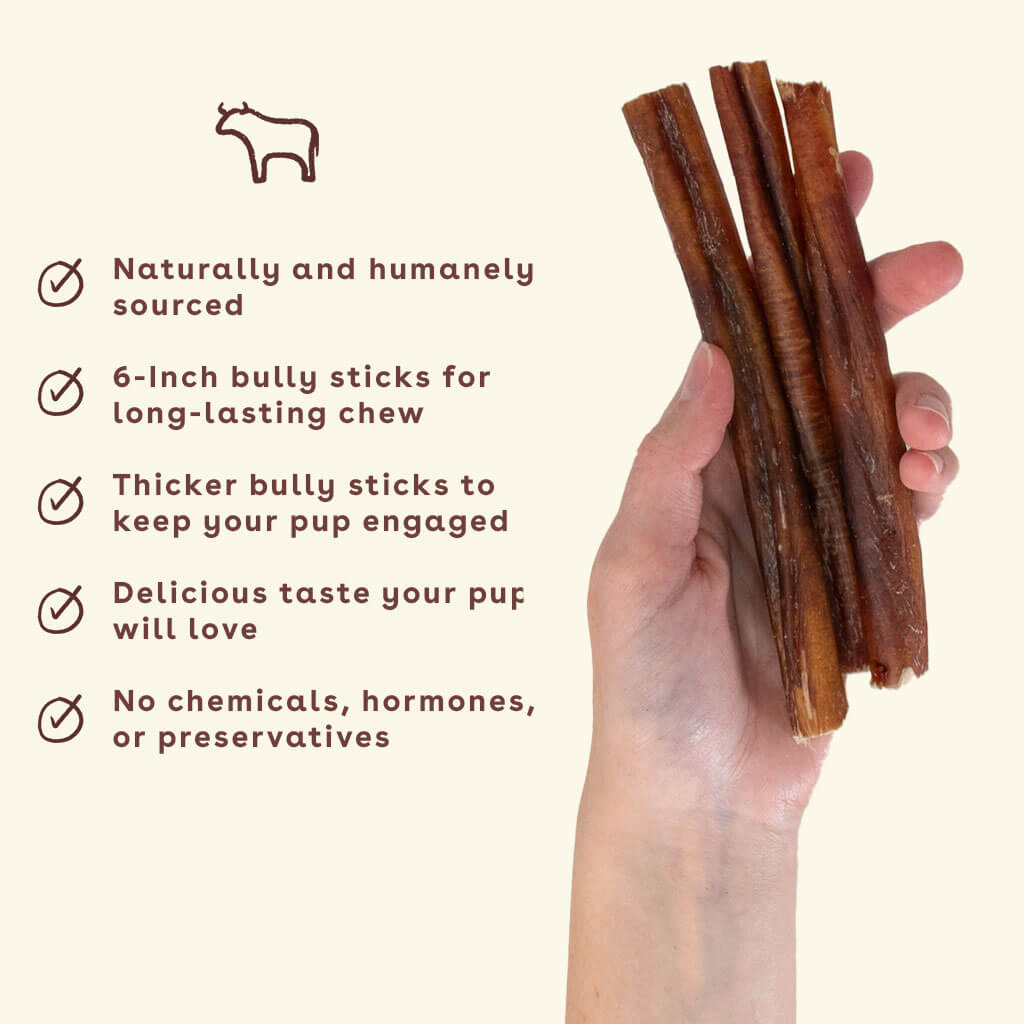 -New_Bully-stick-chew-in-hand-with-benefits
