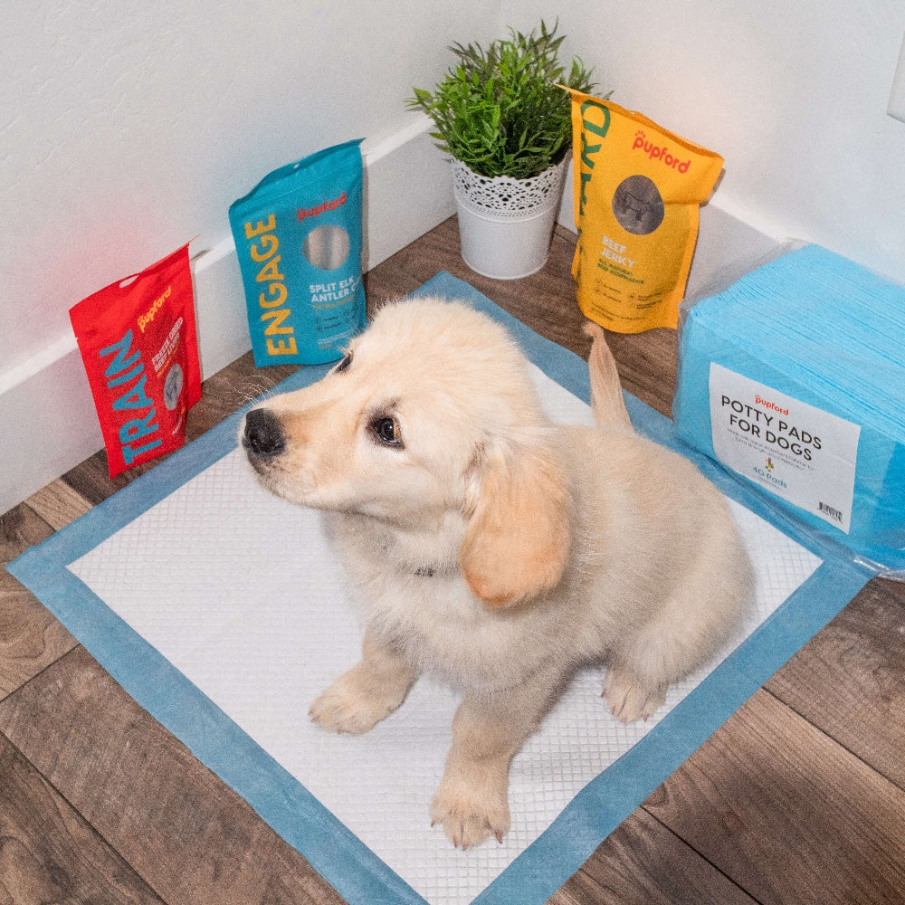 dog on potty pad | Pupford
