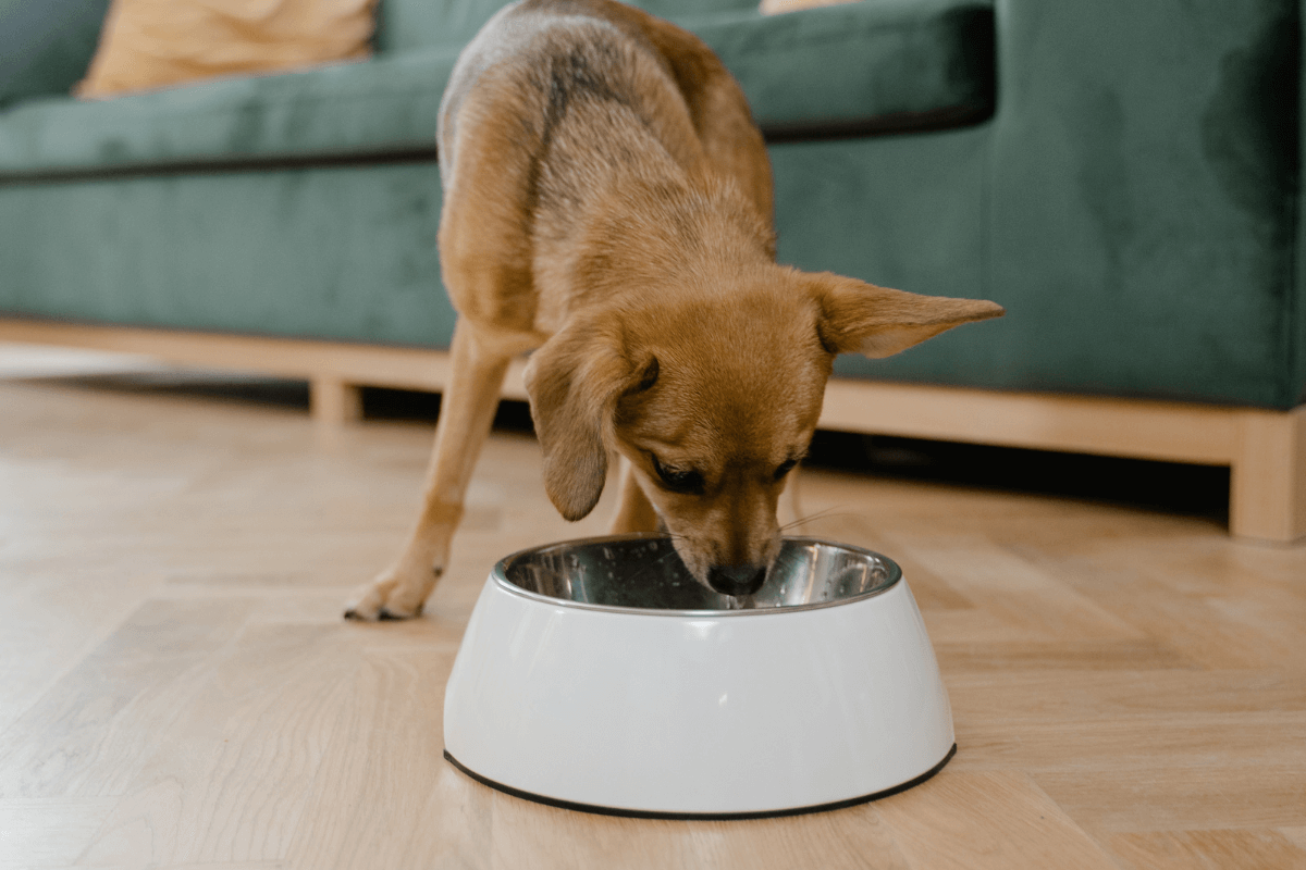 Benefits of Advanced Puppy Nutrition Course: Microbiome