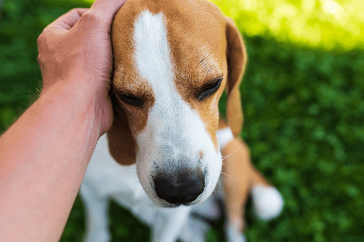 Intro to Service Dogs