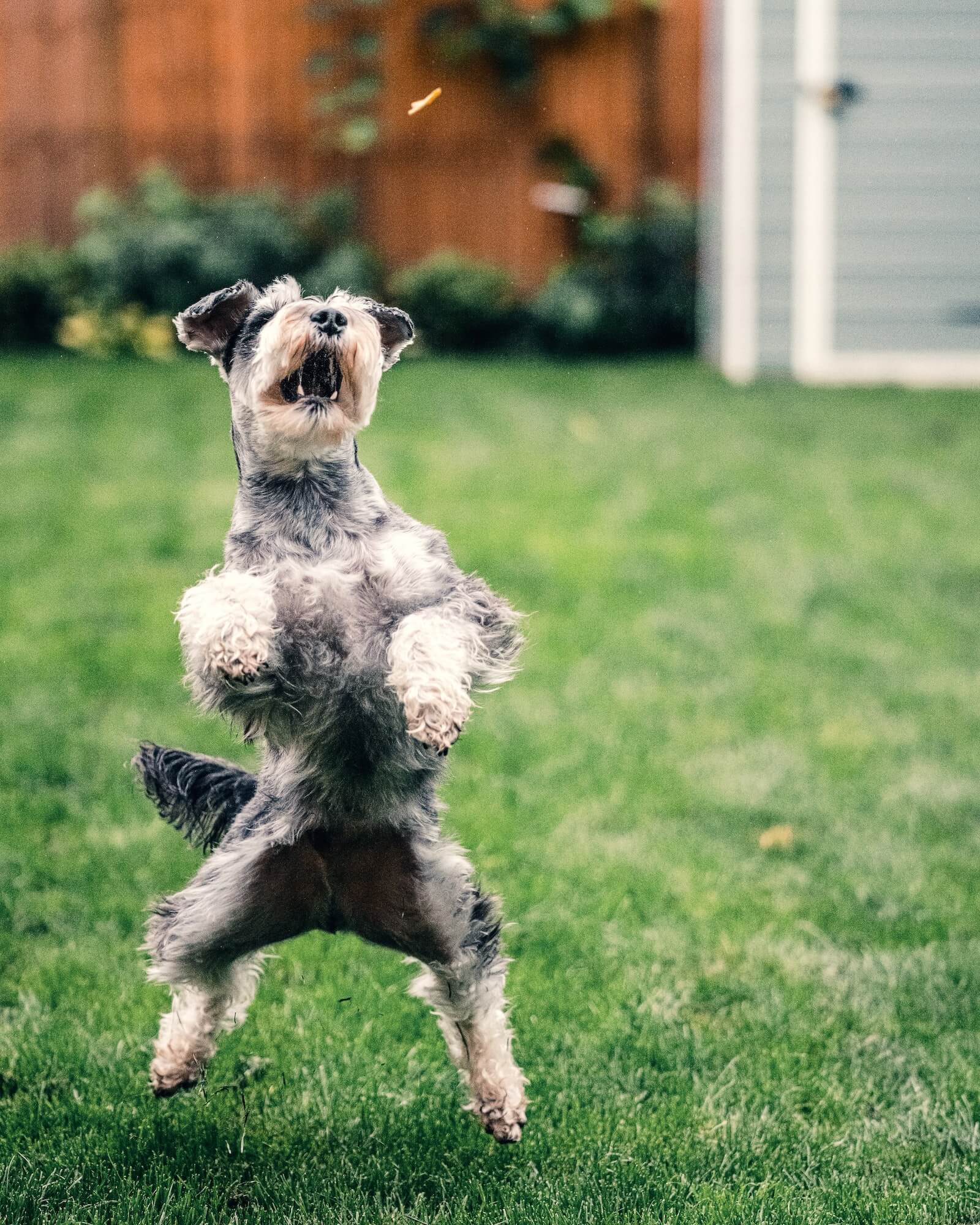 Trick Training Part 2