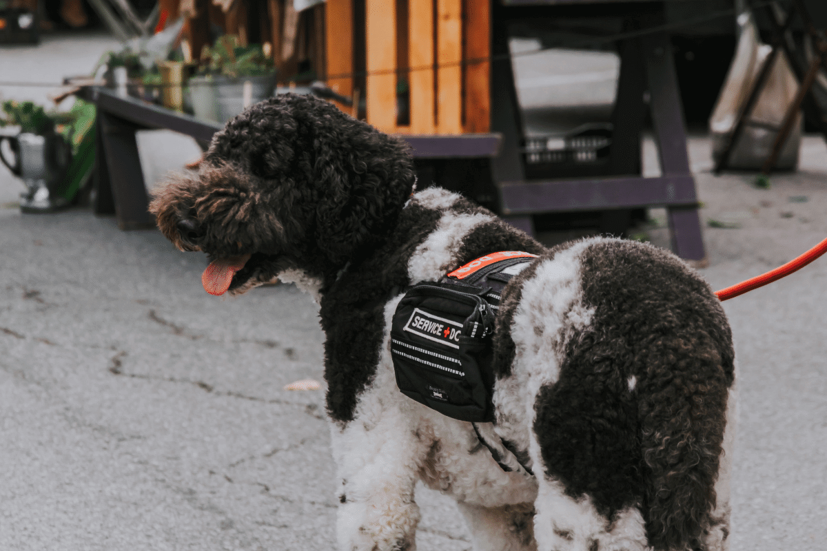 Benefits of Intro to Service Dogs