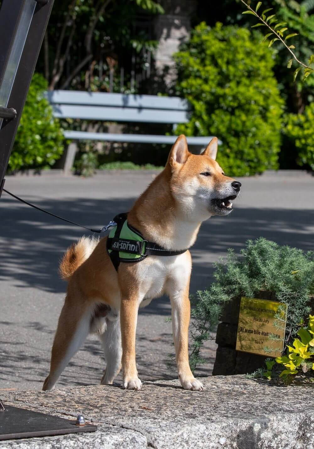 Benefits of Reactive Dog Course