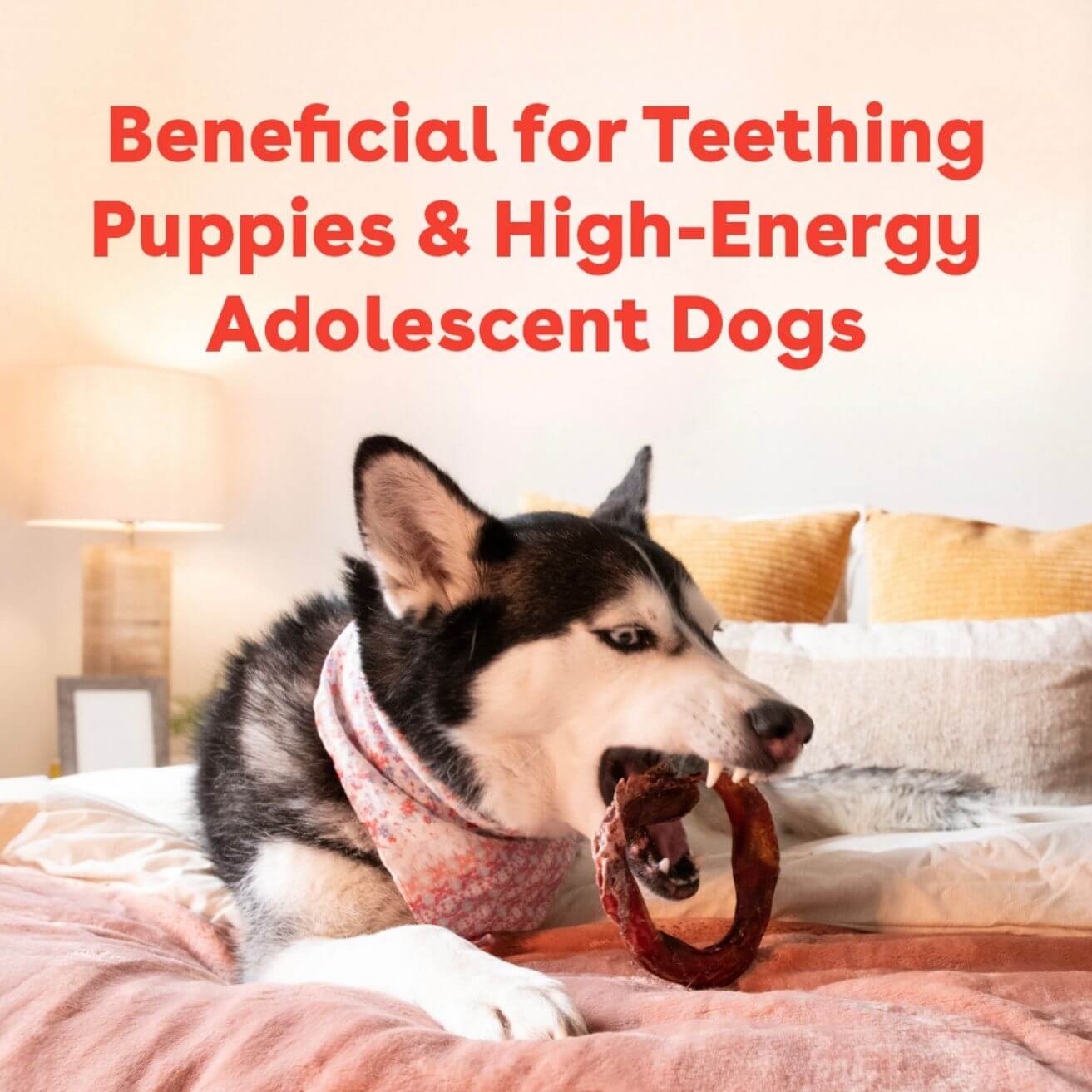 husky chewing a bully ring with the text 'beneficial for teething puppies and high energy adolescent dogs' | Pupford