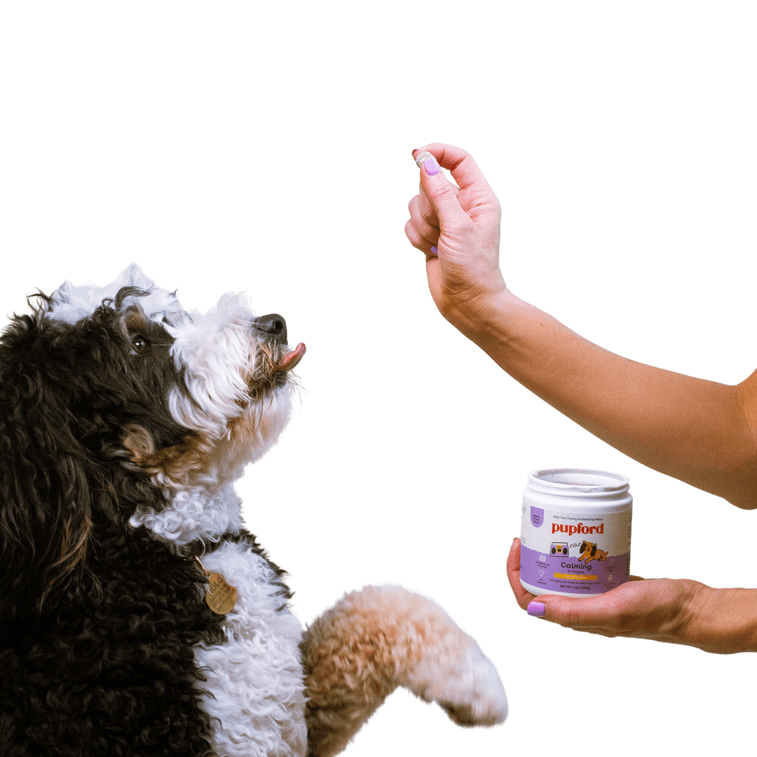 How to Use Calming Treats for Puppies