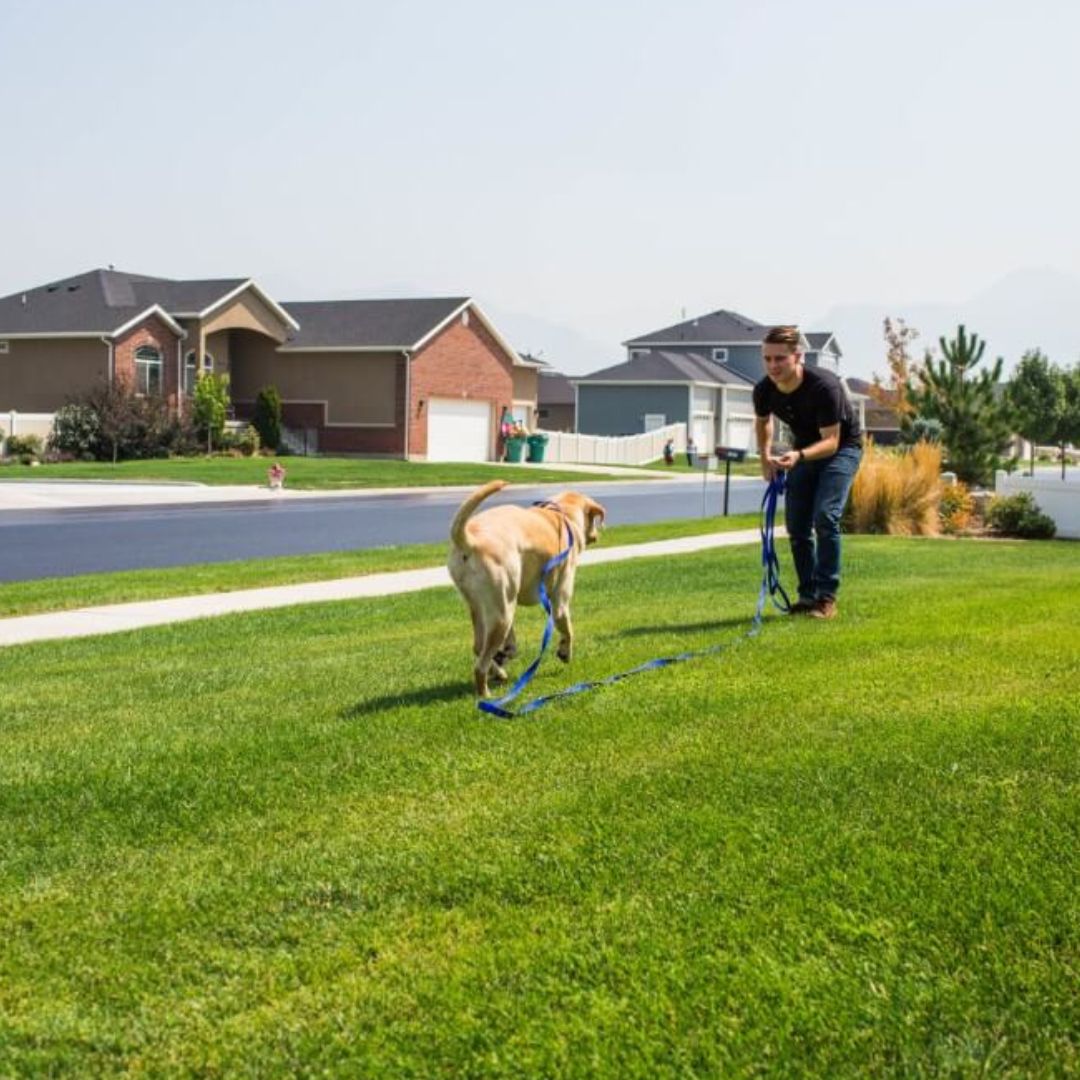 How to Use Long Lead Training Leash for Puppies & Small Dogs