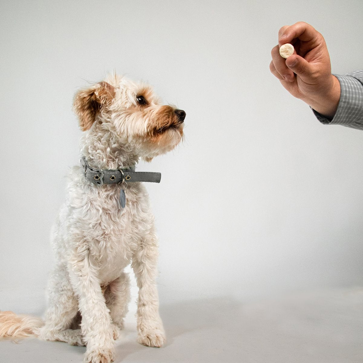 a white dog looking at a dried banana chip treat | Pupford