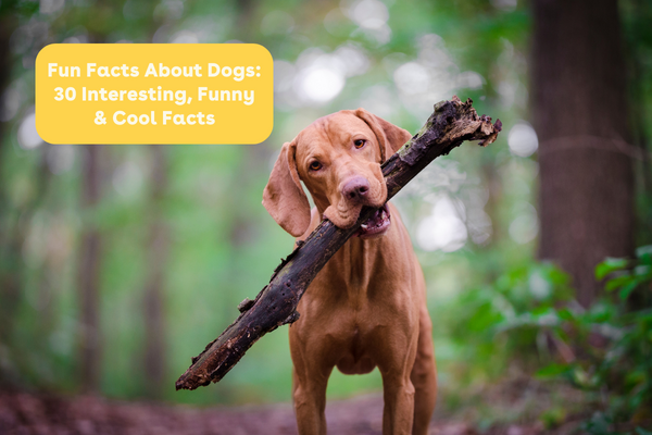 Fun Facts About Dogs: 30 Interesting, Funny & Cool Facts | Pupford
