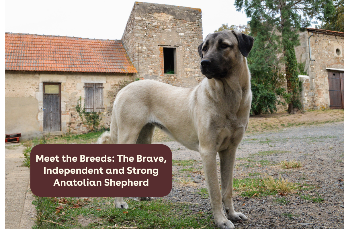 Meet the Breeds: The Brave, Independent and Strong Anatolian Shepherd ...