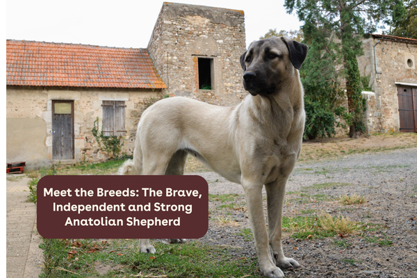 Meet the Breeds: The Brave, Independent and Strong Anatolian Shepherd | Pupford