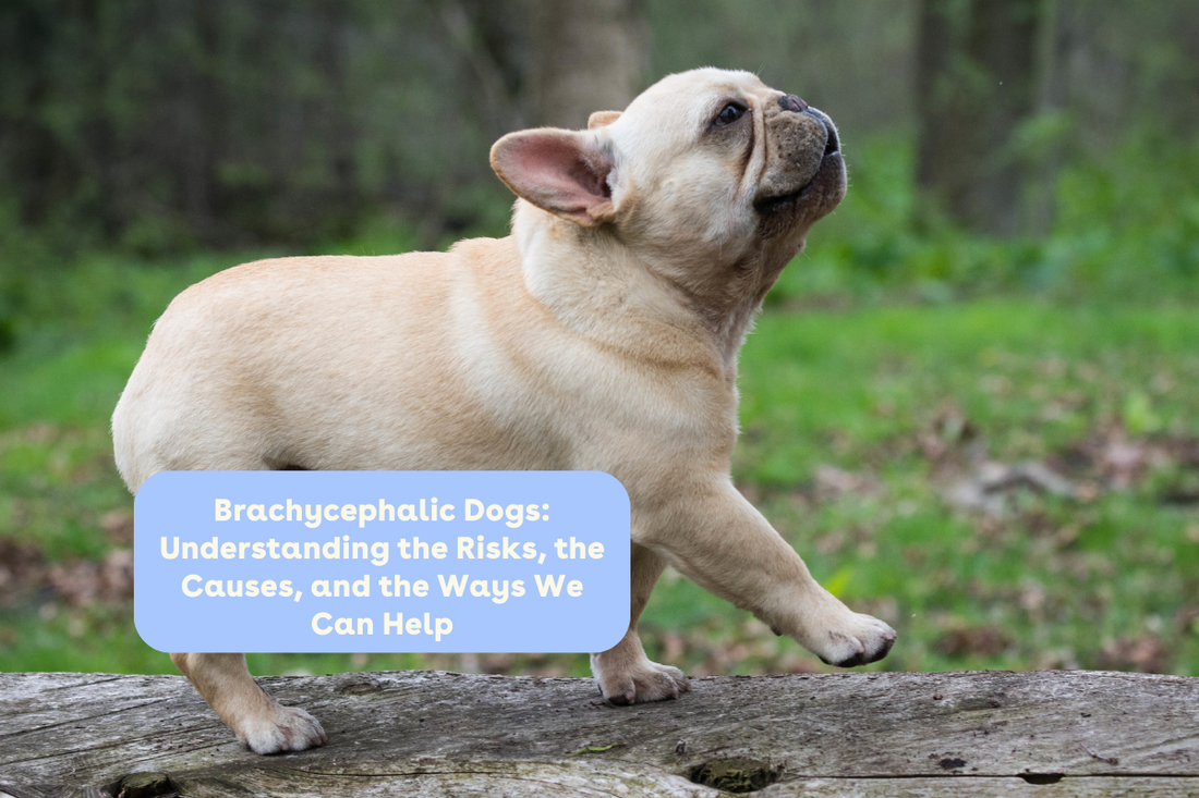 Brachycephalic Dogs: Understanding the Risks, the Causes, and the Ways We Can Help | Pupford