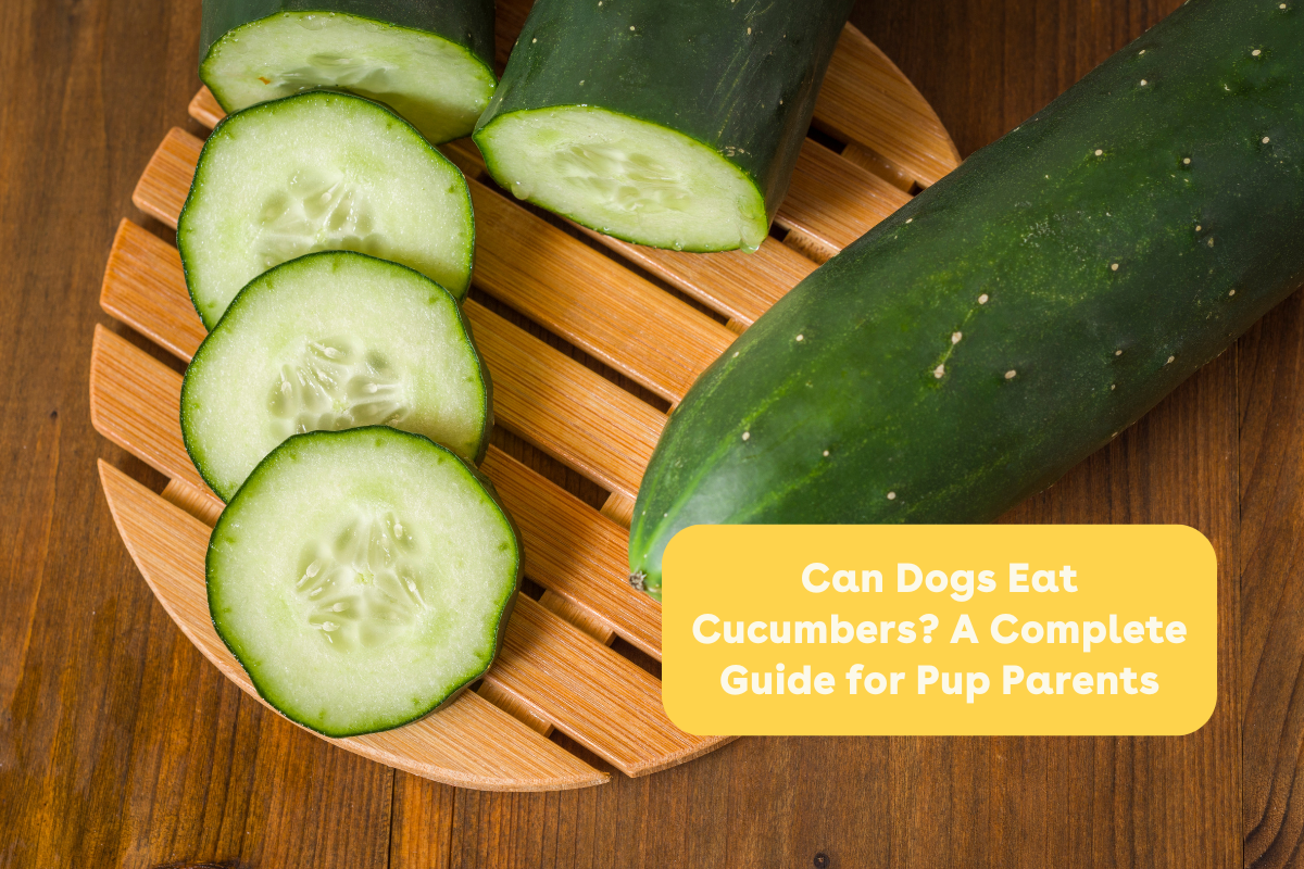 Illustration of Can Dogs Eat Cucumber And Coconut Oil