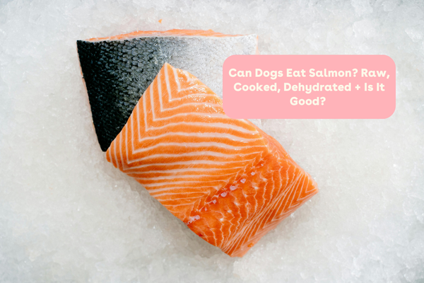 Can Dogs Eat Salmon? Raw, Cooked, Dehydrated + Is It Good? | Pupford