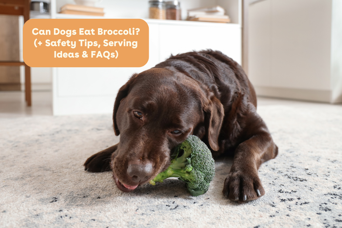 Can Dogs Eat Broccoli? (+ Safety Tips, Serving Ideas & FAQs) | Pupford