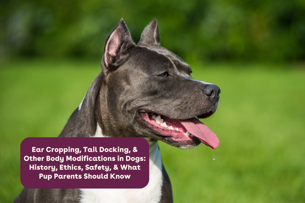 Ear Cropping, Tail Docking, and Other Body Modifications in Dogs: History, Ethics, Safety, and What Pup Parents Should Know | Pupford