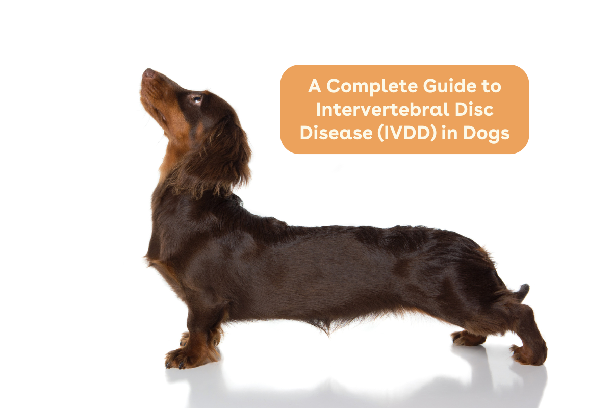 A Complete Guide to Intervertebral Disc Disease (IVDD) in Dogs | Pupfo ...