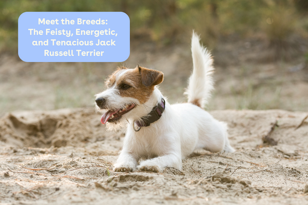 Meet the Breeds The Feisty, Energetic, and Tenacious Jack Russell Terrier | Pupford