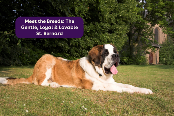 Meet the Breeds: The Gentle, Loyal & Lovable St. Bernard | Pupford