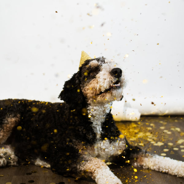 Pup New Years Resolutions