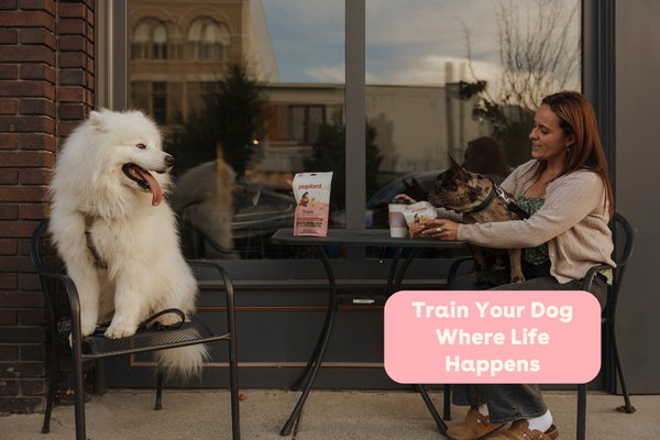 Train Your Dog Where Life Happens | Pupford