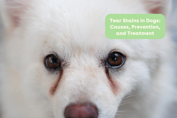 Tear Stains in Dogs Causes, Prevention, and Treatment | Pupford