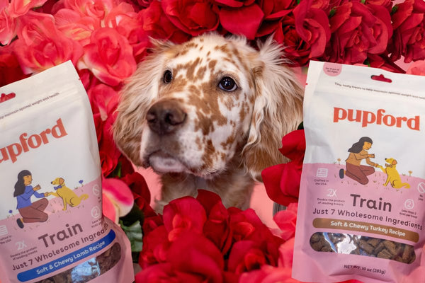 Pup Valentine's Day Plans - Quiz