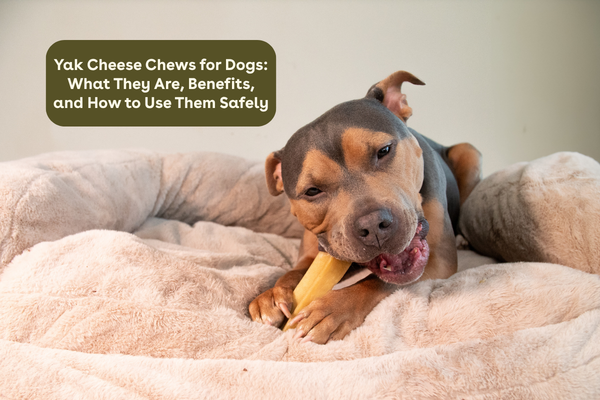 Yak Cheese Chews for Dogs: What They Are, Benefits, and How to Use Them Safely | Pupford