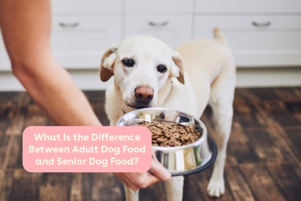 What Is the Difference Between Adult Dog Food and Senior Dog Food? | Pupford