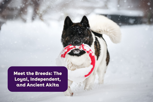 Meet the Breeds: The Loyal, Independent, and Ancient Akita | Pupford