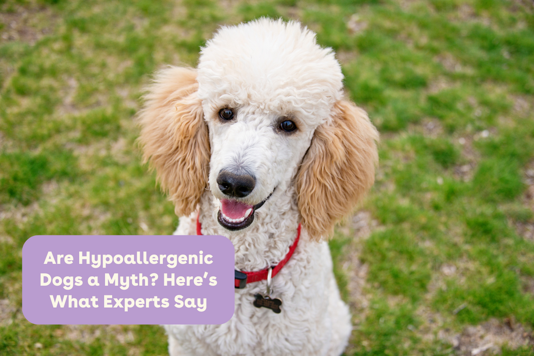 Are Hypoallergenic Dogs a Myth? Here’s What Experts Say | Pupford