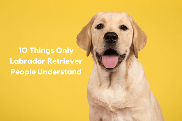 10 Things Only Labrador Retriever People Understand | Pupford