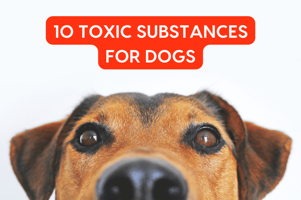 10 Things That Are Toxic to Dogs (Including Foods) | Pupford